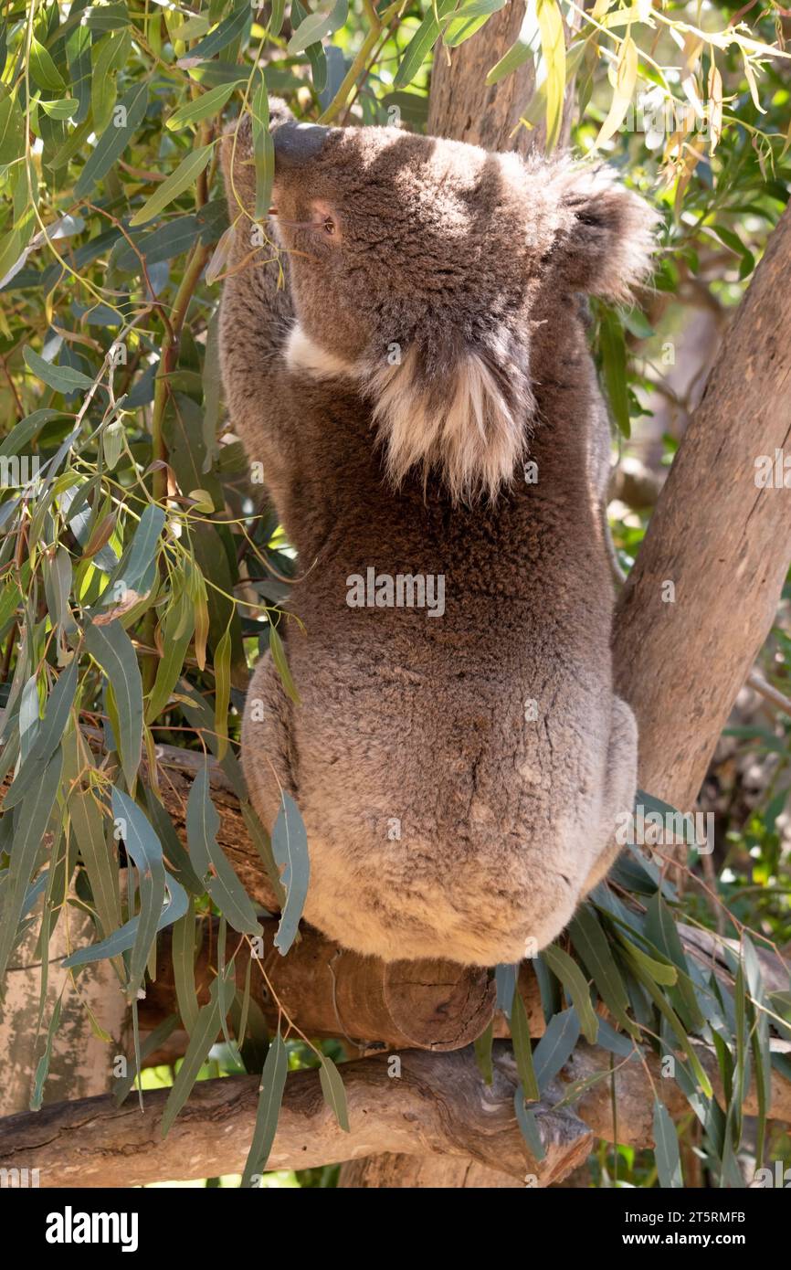 Der Koala hat einen großen runden Kopf, große pelzige Ohren und große schwarze Nase. Ihr Fell ist meist grau-braun mit weißem Fell auf der Brust, den inneren Armen, Stockfoto