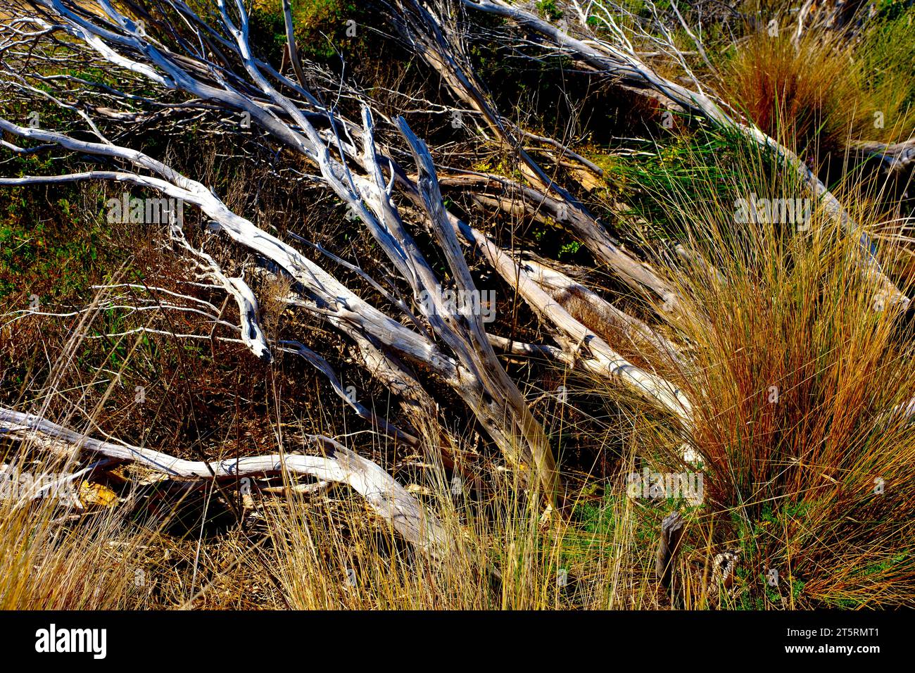 Einheimisches Buschland in der Region Eyre Peninsula in Südaustralien Stockfoto