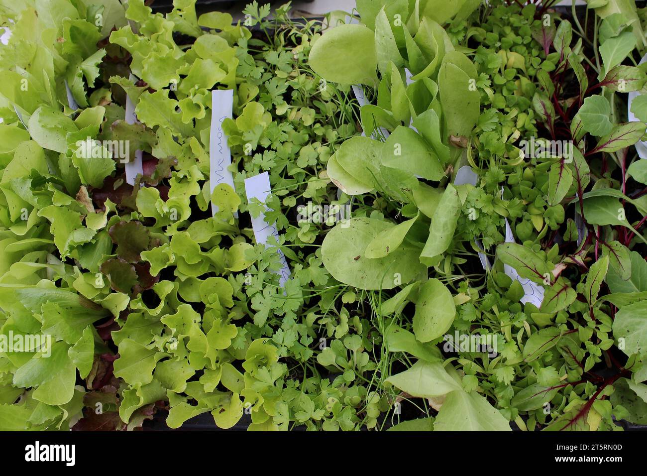 Draufsicht auf ein Saatbett mit verschiedenen Gemüsesetzlingen, einschließlich Salat, Rote Bete, Schalotten, Petersilie, Koriander und Spinat. Stockfoto