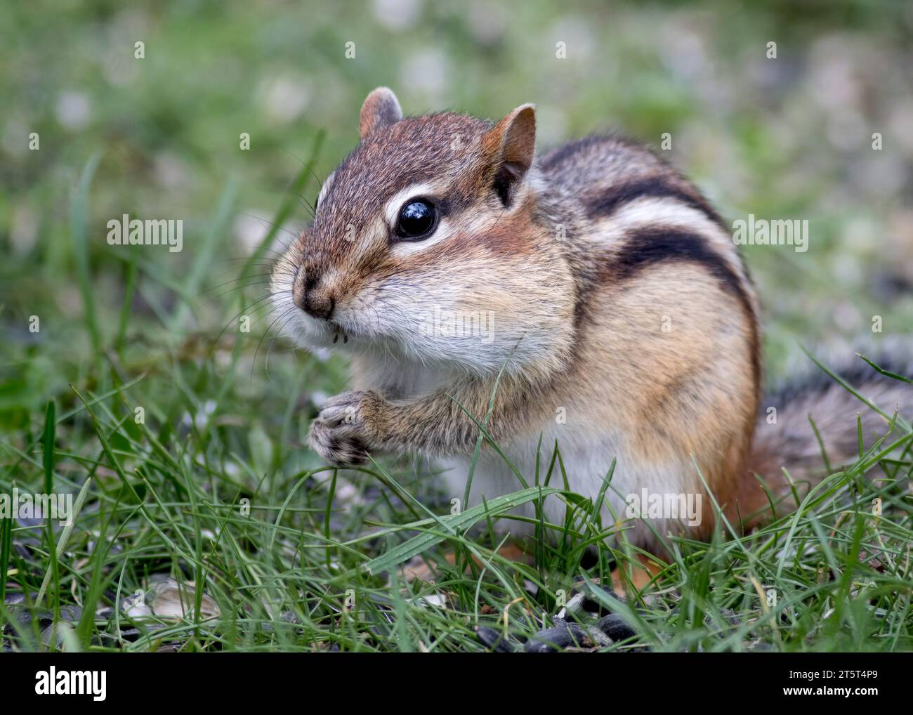 Bezauberndes Chipmunk (Tamias) mit ausladenden Wangen voller Sonnenblumenkerne im Chippewa National Forest im Norden von Minnesota USA Stockfoto