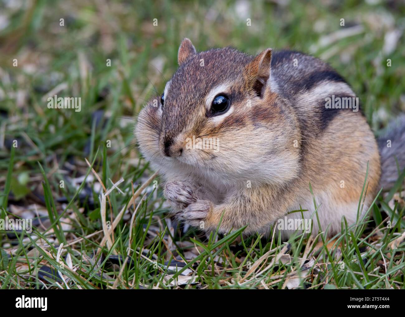 Lustiges Foto von niedlichem Chipmunk (Tamias) mit Wangen voller Sonnenblumensamen im Chippewa National Forest im Norden von Minnesota USA Stockfoto