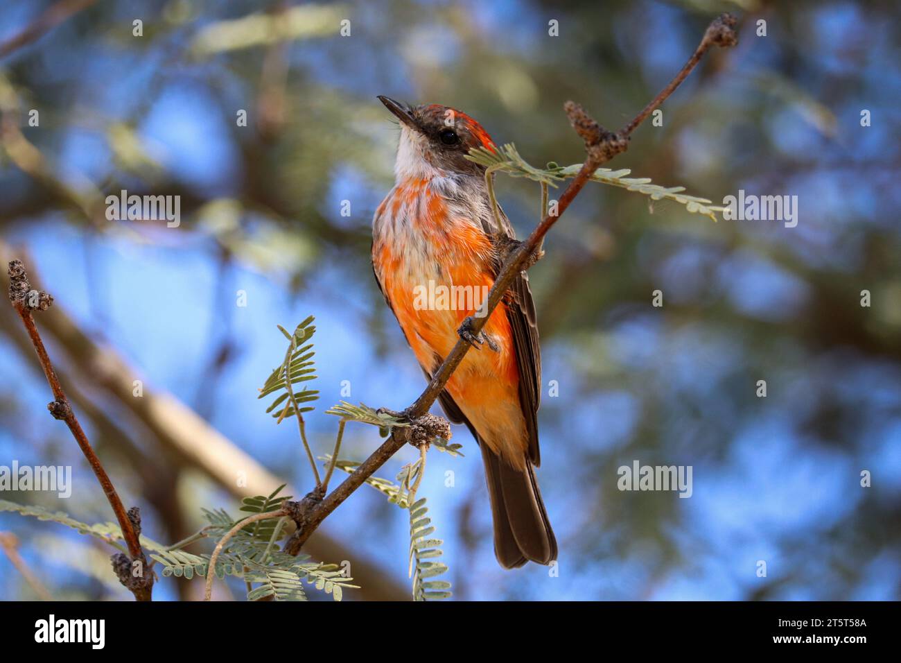 Junger männlicher Fliegenschnäpper oder Pyrocephalus obscurus, der auf einem Baumzweig auf der Uferfarm in Arizona thront. Stockfoto
