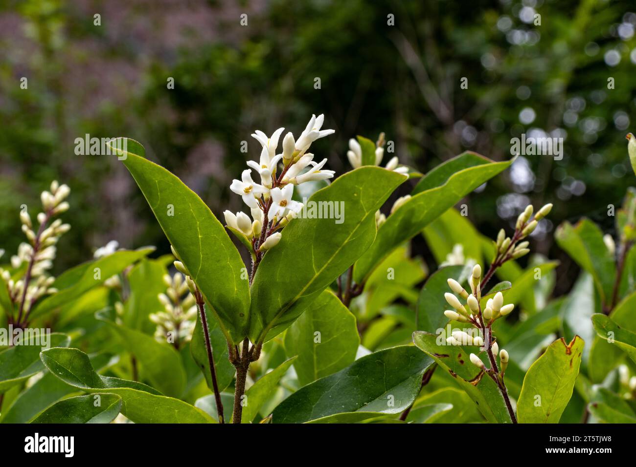 Weiße Blüten - Osmanthus-Duftstoffe - süße Oliven - blühend im Frühling Stockfoto