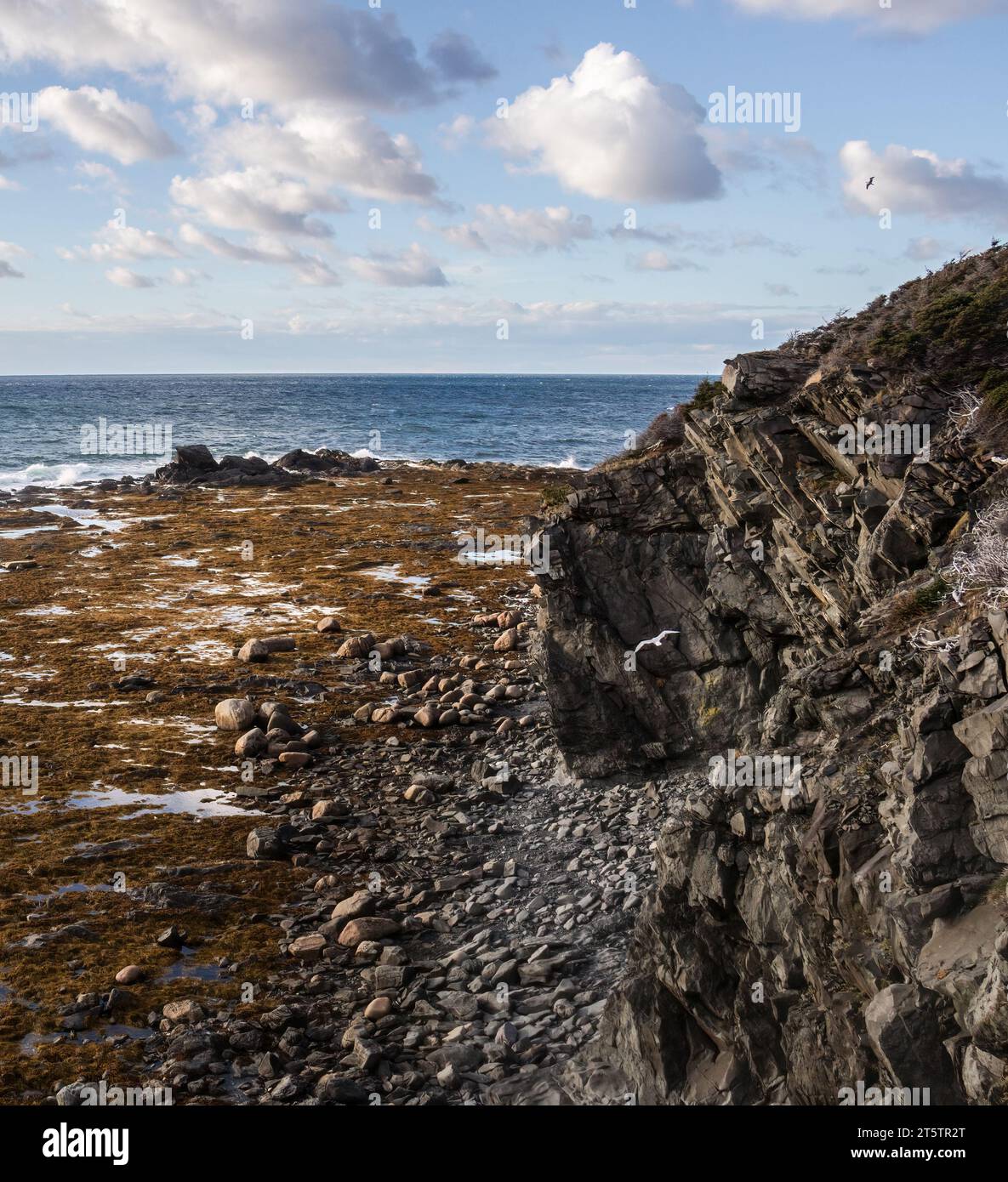 Orangenvegetation im Wattenmeer unter Felsklippen bei Lobster Cove Neufundland Stockfoto