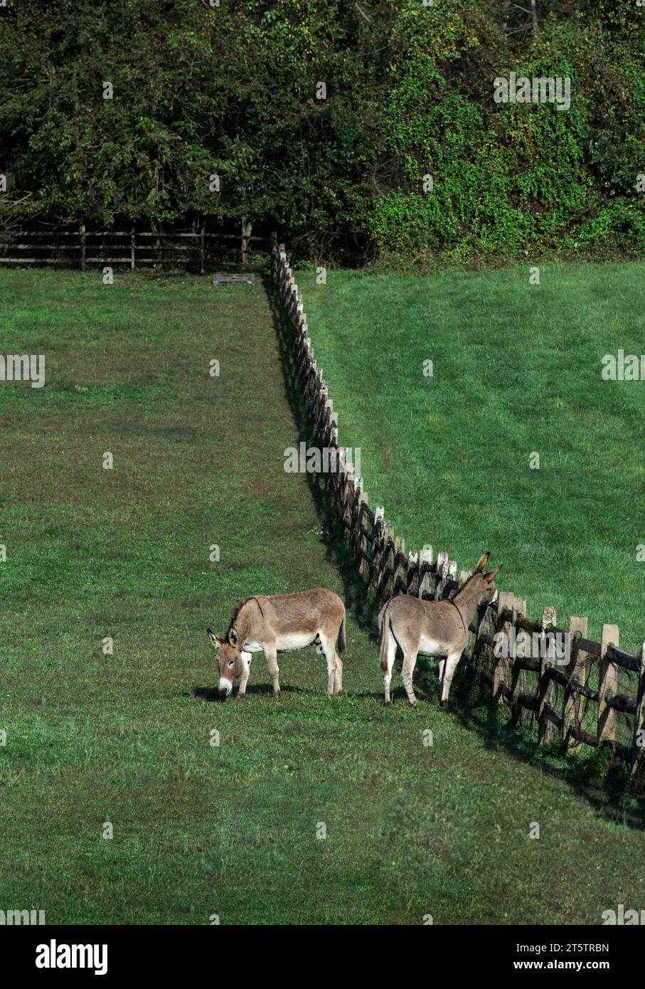 Zwei Esel genießen frische Weide. Stockfoto