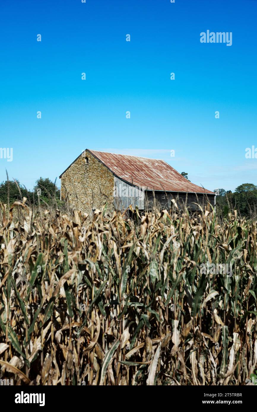 Maisernte und ländliche Steinscheune. Stockfoto
