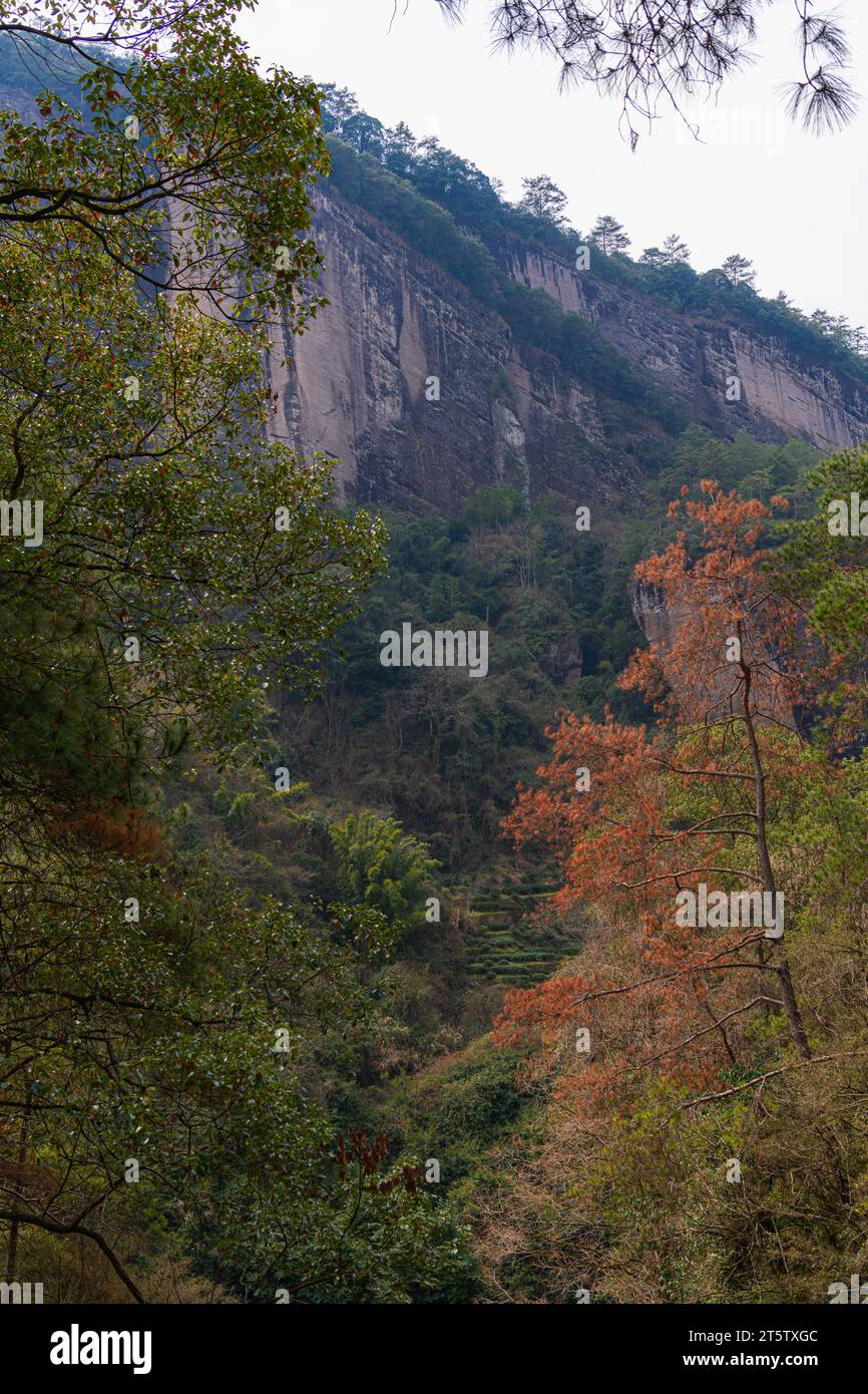 Vertikale Winterlandschaft von Wuyishan Scenic Area, Fujian, China. Verbrannte Kiefern- und Teeterrassen Stockfoto