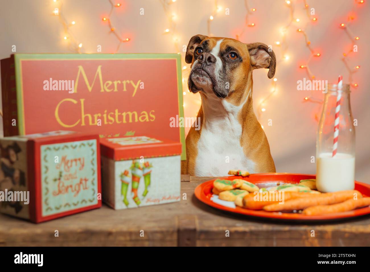 Boxerhund wartet auf den Weihnachtsmann mit Leckereien und Geschenken Stockfoto