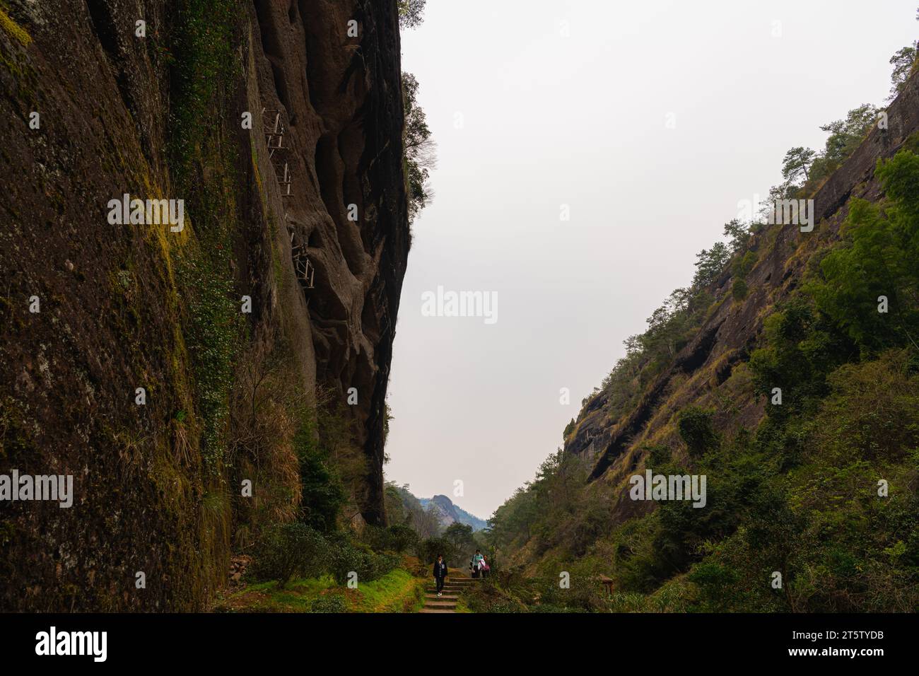 Teeblätter in da Hong Pao Cha oder große Teefelder in roten Gewändern in Wuyishan, der malerischen Gegend der Provinz Fujian, China. Hintergrund mit Kopierraum für Text Stockfoto