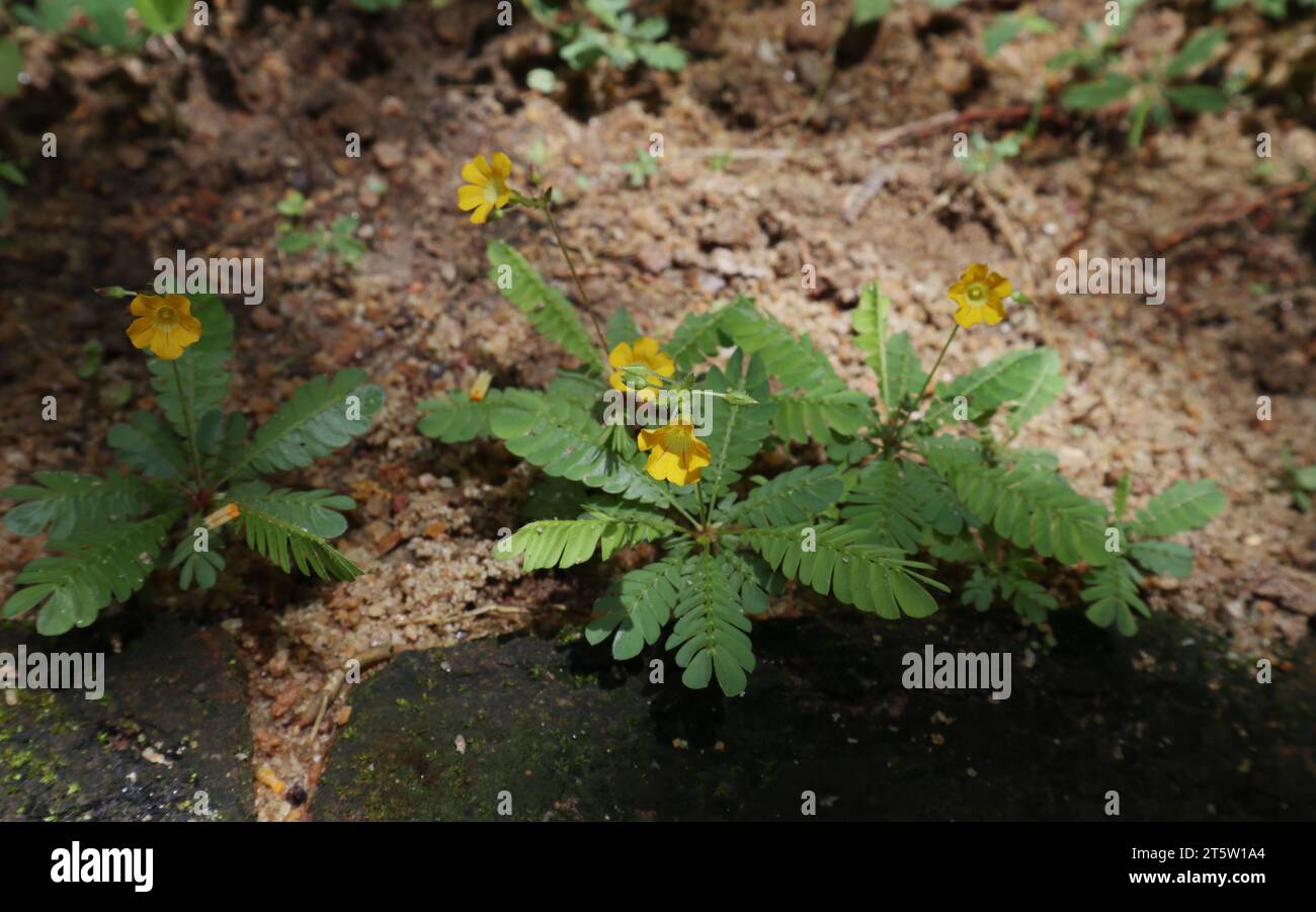 Winzige gelbe Blüten blühten auf dem Biophytum Reinwardtii, einem Kräuterpflanzen, die im heimischen Garten wachsen Stockfoto