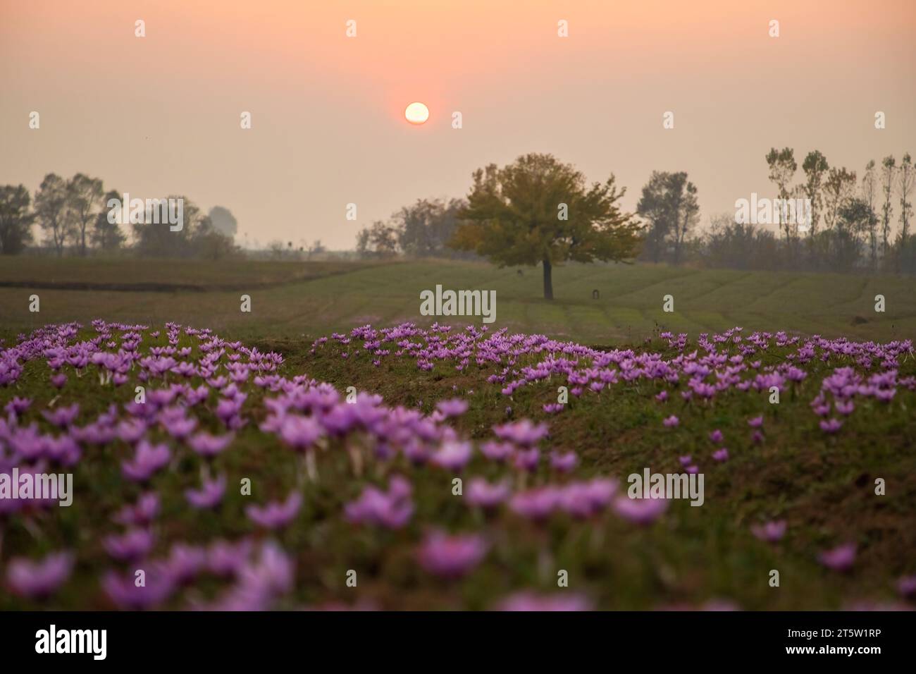 Während der Safranernte in Pampore, etwa 22 km von Srinagar entfernt, untergeht die Sonne über den blühenden Safranblüten auf einem Feld. Der Safran ist ein Gewürz aus der Blüte des Crocus sativus und wird einmal im Jahr vom 21. Oktober bis Mitte November geerntet. Der weltweit teuerste Gewürz-Kaschmirsafran, oft als „Rotgold“ bezeichnet, der mehr als 10.000 US-Dollar pro Kilogramm verkauft, gilt aufgrund seiner überlegenen Qualität und seines ausgeprägten Geschmacks und Aromas als eine der besten Sorten. Es wurde mit der traditionellen kaschmirischen Küche in Verbindung gebracht und repräsentiert das reiche kulturelle Erbe der region Stockfoto