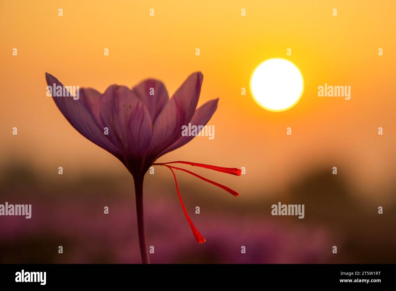 Während der Safranernte in Pampore, etwa 22 km von Srinagar entfernt, untergeht die Sonne über der blühenden Safranblume auf einem Feld. Der Safran ist ein Gewürz aus der Blüte des Crocus sativus und wird einmal im Jahr vom 21. Oktober bis Mitte November geerntet. Der weltweit teuerste Gewürz-Kaschmirsafran, oft als „Rotgold“ bezeichnet, der mehr als 10.000 US-Dollar pro Kilogramm verkauft, gilt aufgrund seiner überlegenen Qualität und seines ausgeprägten Geschmacks und Aromas als eine der besten Sorten. Es wurde mit der traditionellen kaschmirischen Küche in Verbindung gebracht und repräsentiert das reiche kulturelle Erbe der Region Stockfoto