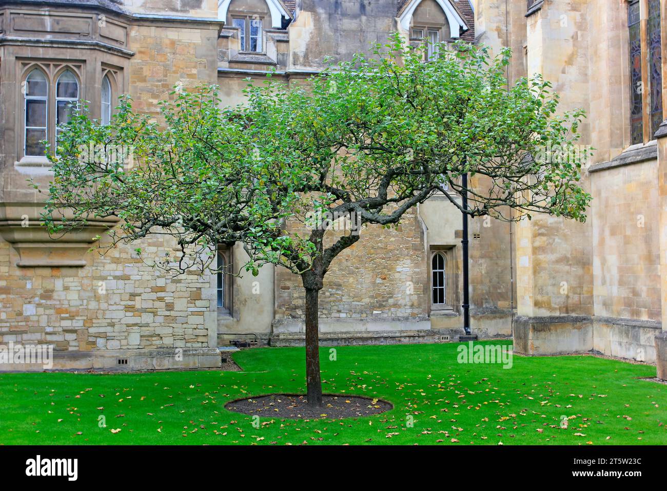 Cambridge – 3. Oktober: apfelbaum am trinity College heißt es, dass Newtons Gesetz der universellen Gravitation, laut dem Apfelbaum, am 3. Oktober Stockfoto