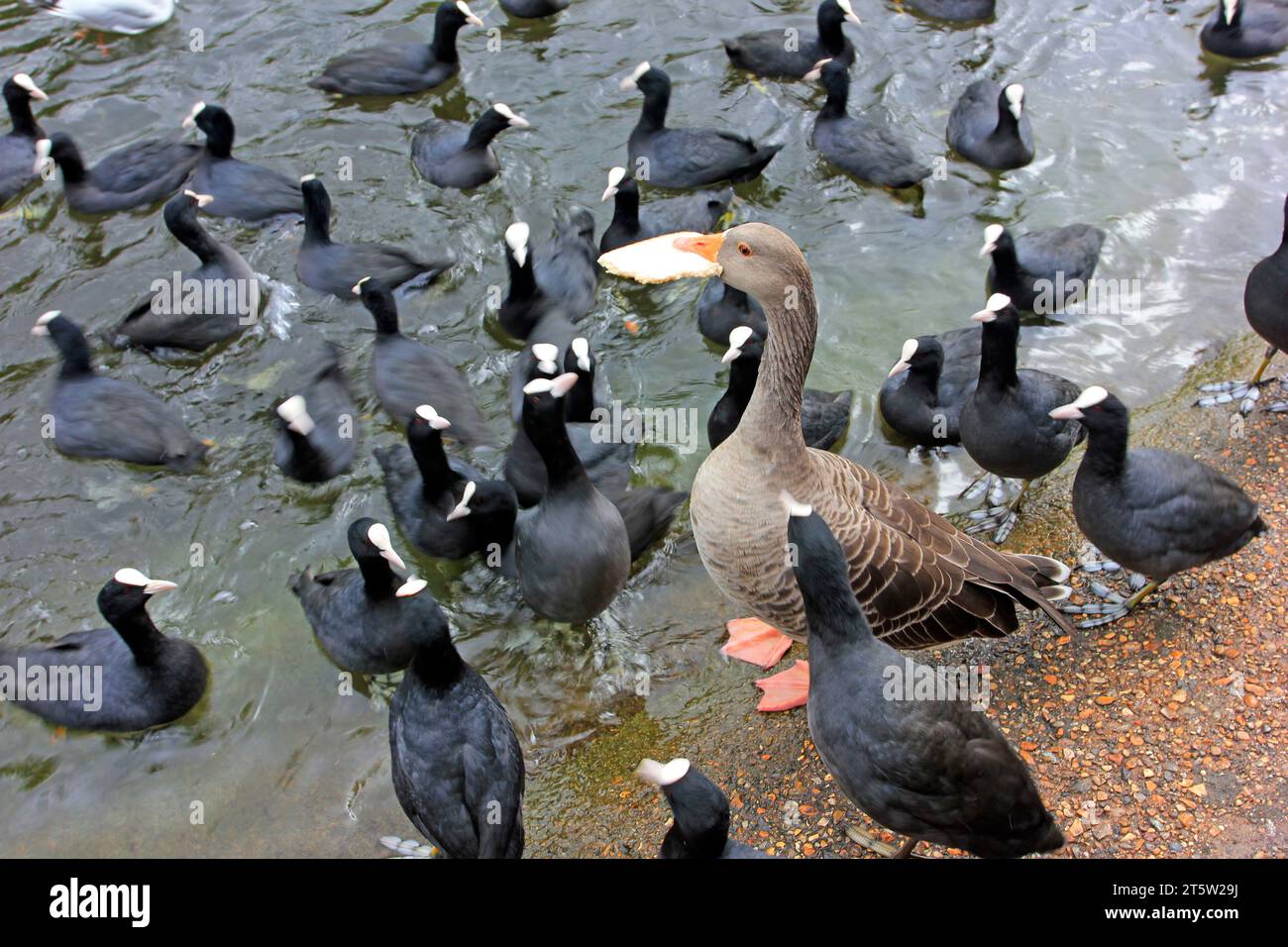 Huhn und Gans Stockfoto