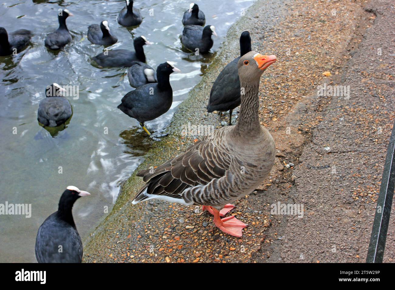 Huhn und Gans Stockfoto