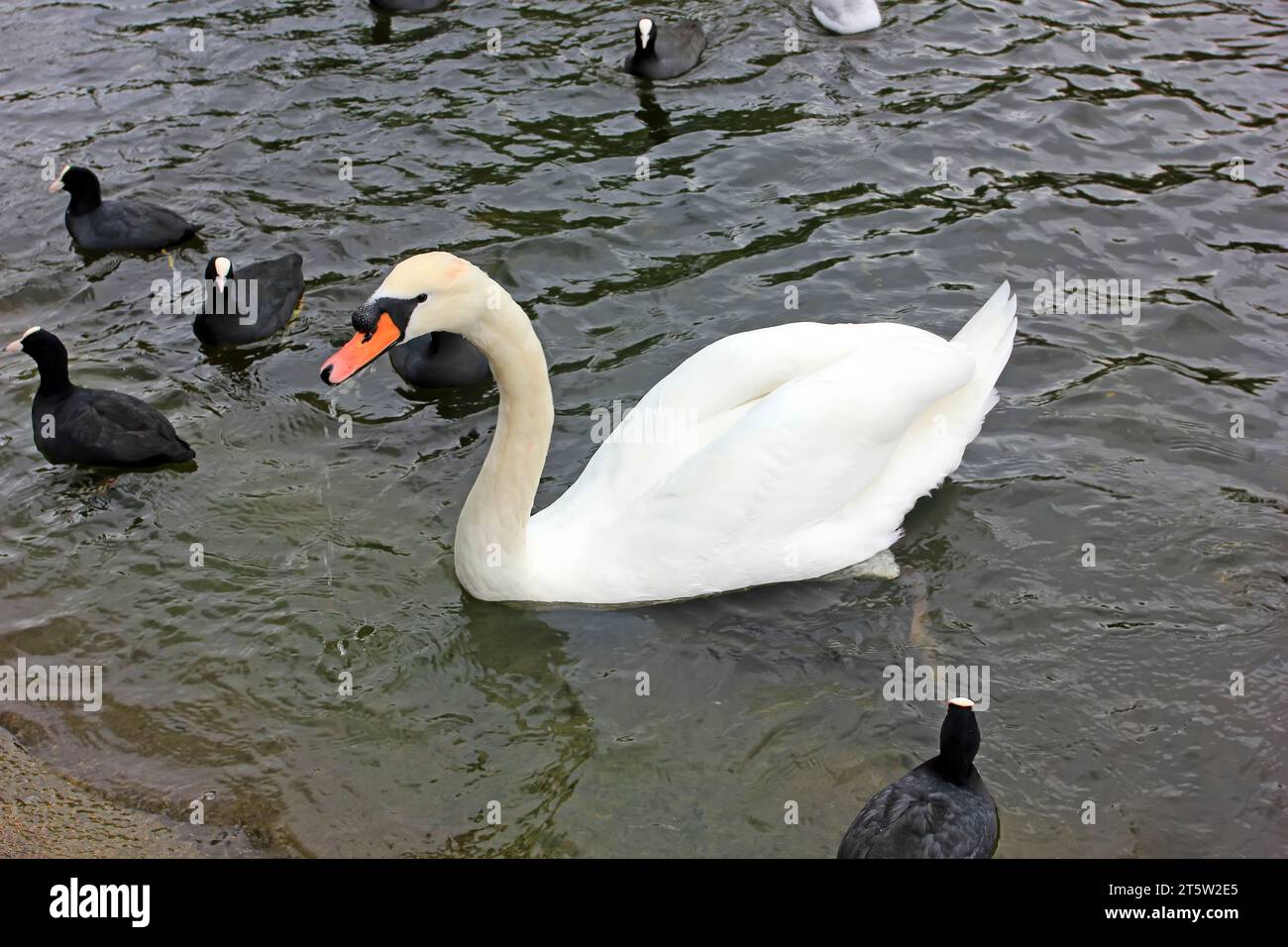 Cygnus olor and coot Stockfoto