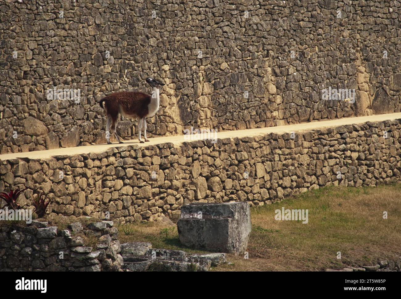 Lama steht an einer Steinmauer in Machu Picchu, Peru Stockfoto