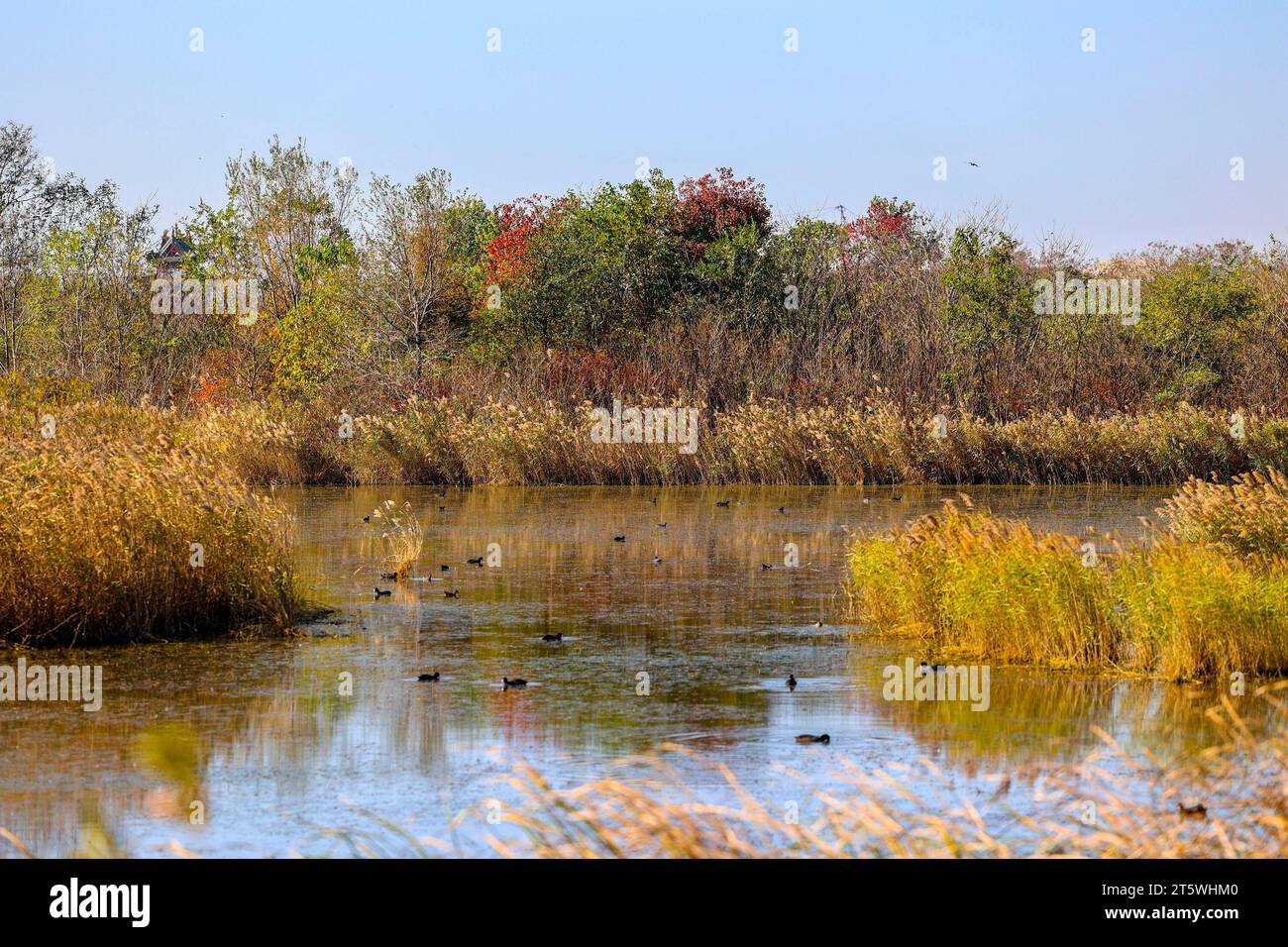 QINGDAO, CHINA - 7. NOVEMBER 2023 - die farbenfrohe Landschaft des Tangdaowan National Wetland Park ist in Qingdao, Provinz Shandong, China, am 7. November 2023 zu sehen Stockfoto