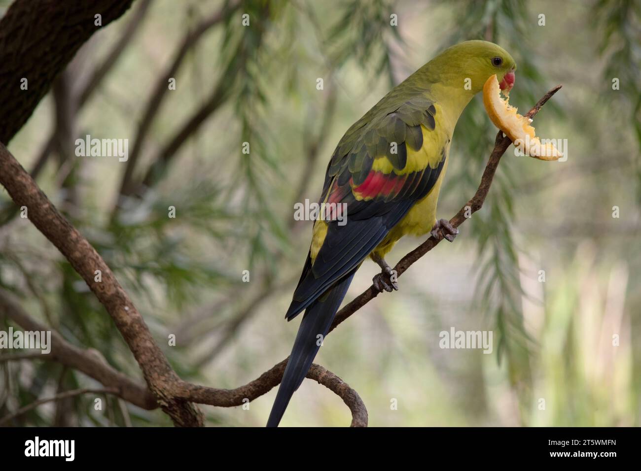 Der männliche Regent Parrot hat ein allgemein gelbes Aussehen, wobei der Schwanz und die Außenkanten der Flügel dunkelblau-schwarz sind Stockfoto