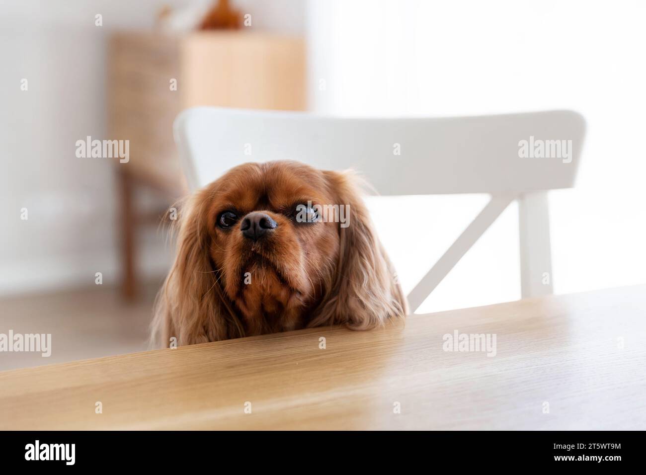 Niedlicher Hund - Kavalier Spaniel - sitzt am Tisch Stockfoto