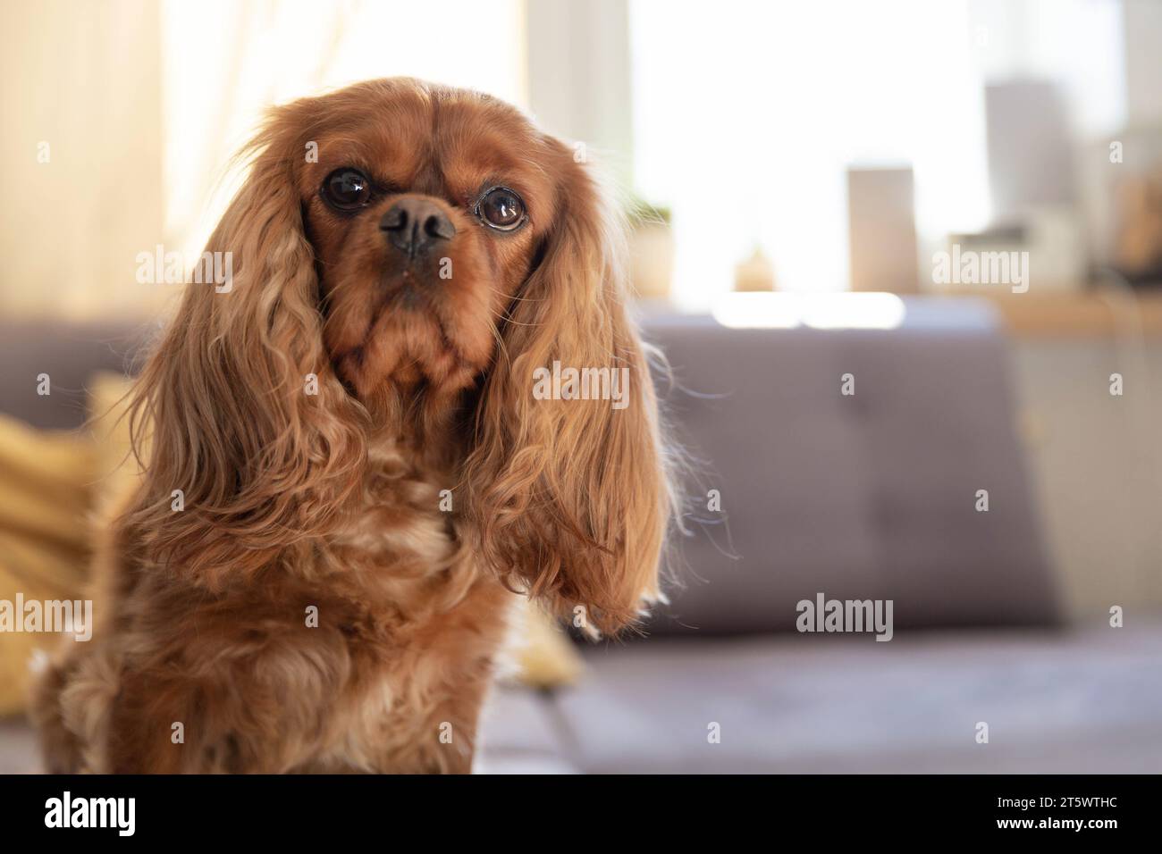 Lustiger Hund sitzt auf einem Sofa und sieht in die Kamera Stockfoto