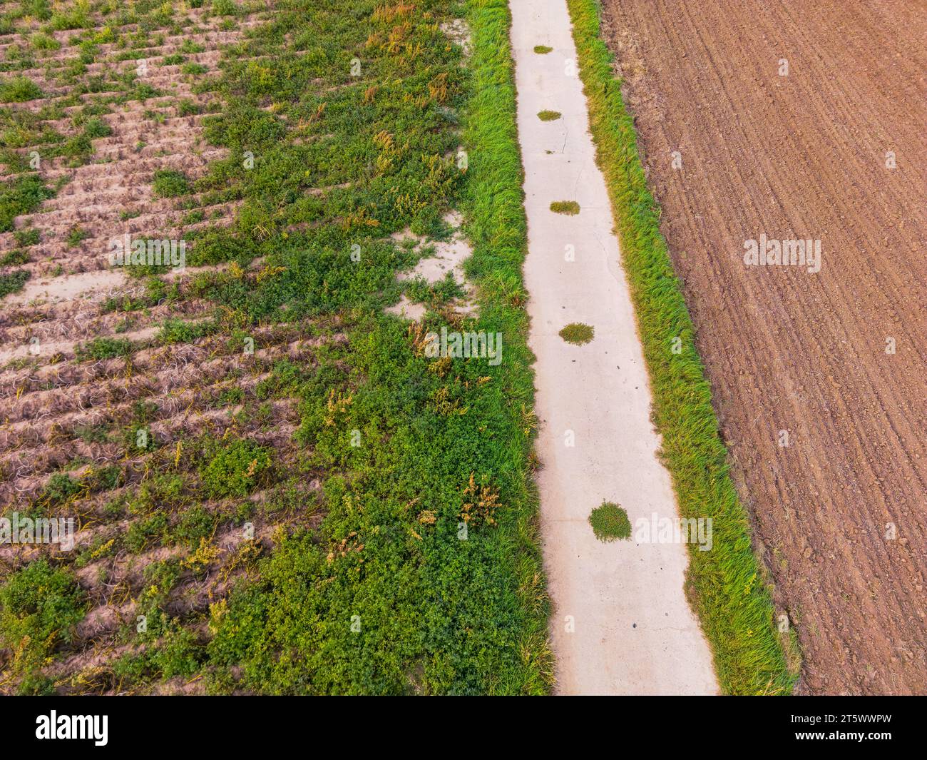 Ein Betonfeldweg durch Wiese und Feld im Sommer mit grünem Gras und braunem Boden Stockfoto