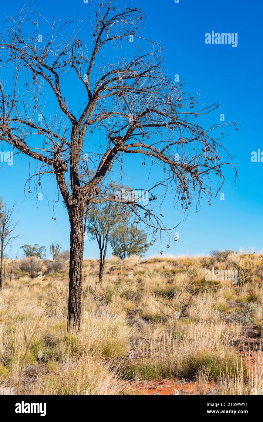 Getrocknete Samenkapseln hängen an einer toten Wüsteneiche (Allocasuarina decaisneana) im Uluru-Kata Tjuta National Park, Northern Territory, Australien Stockfoto