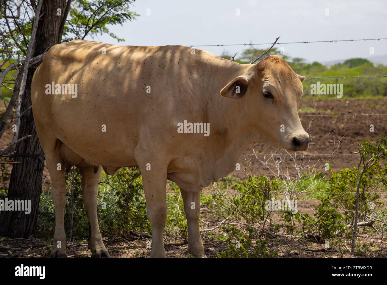 Eine große schwarz-weiße holsteinisch-friesische Kuh steht auf einer Weide mit einem Holzzaun im Hintergrund Stockfoto
