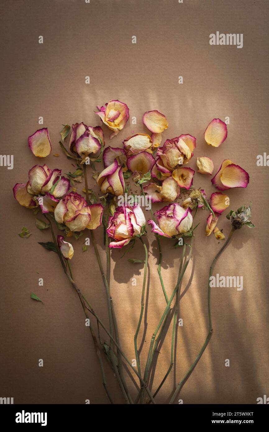 Strauß trockener, verdorbener Rosen im Sonnenstrahl Stockfoto