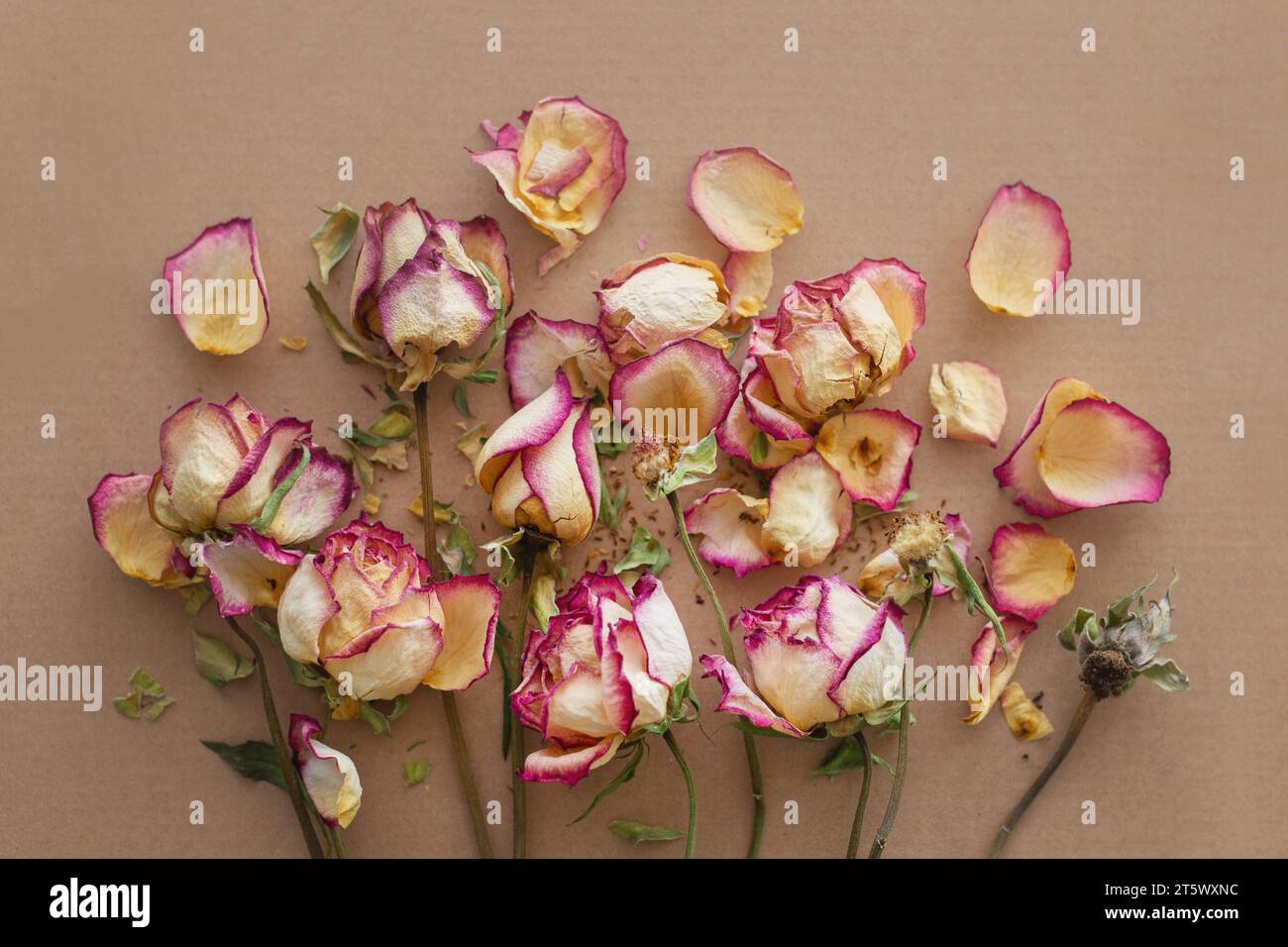 Strauß trockener, verdorbener Rosen Stockfoto