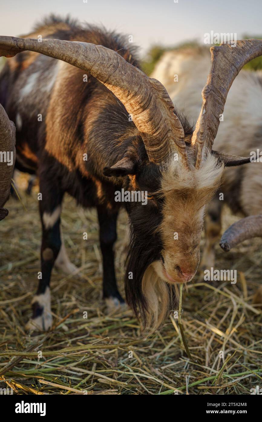 Nahaufnahme einer ungarischen Ziegenrasse (capra aegagrus hircus) in einem Bauernhof bei Sonnenuntergang. Stockfoto