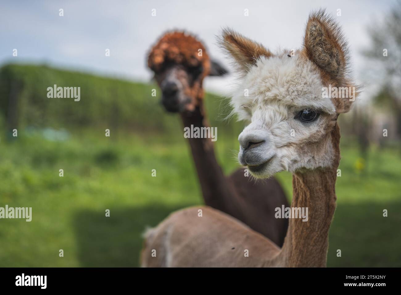 Nahaufnahme eines Alpakas mit einem weiteren im unscharfen Hintergrund. 08.05.2023 Stockfoto