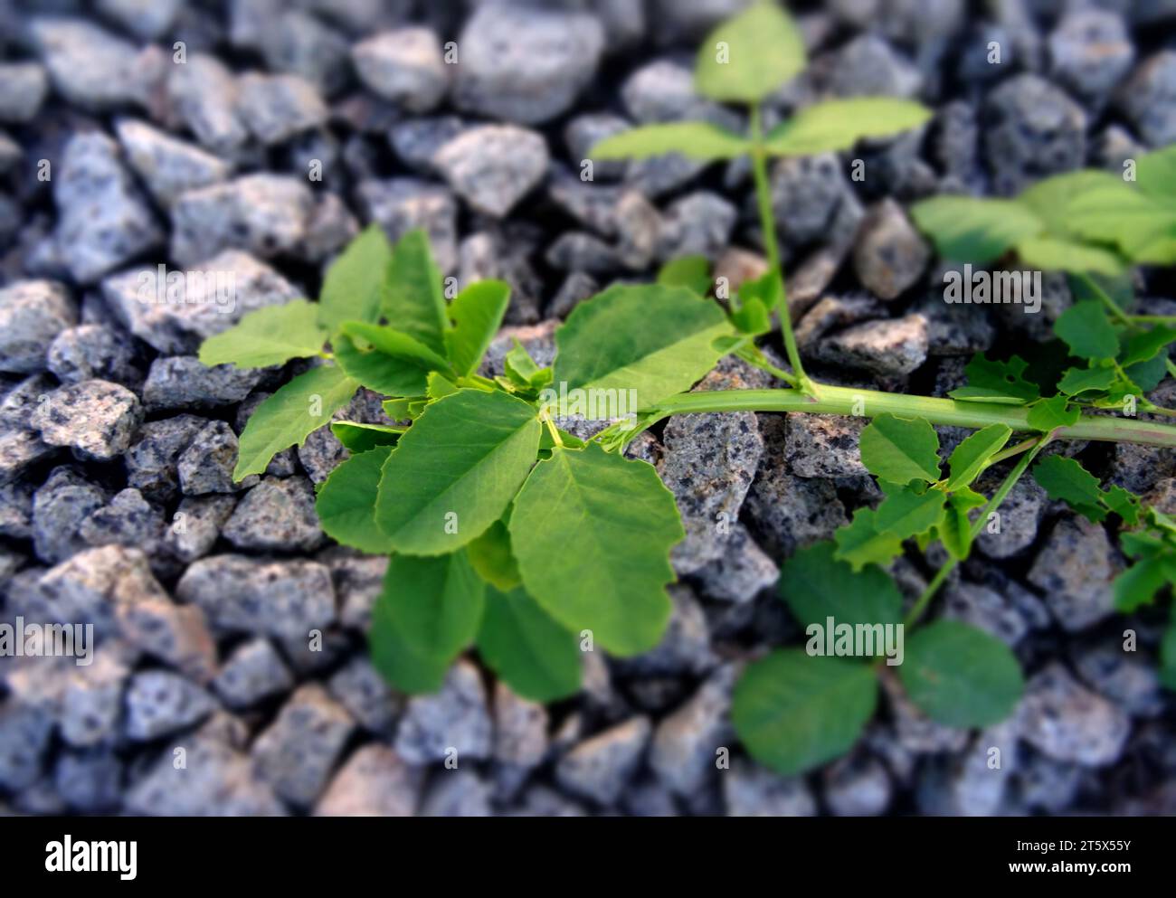 Stone rubble -Fotos und -Bildmaterial in hoher Auflösung – Alamy