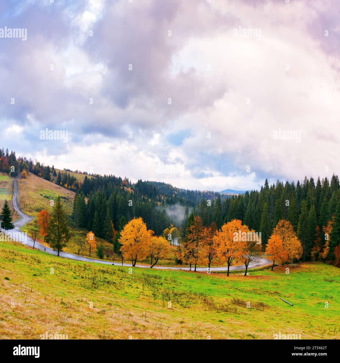 Bäume in bunten Laub auf dem grasbewachsenen Hügel. Die Straße windet sich durch das Tal. Wunderschöne Herbstlandschaft in Bergen an einem regnerischen Tag. karpaten Stockfoto