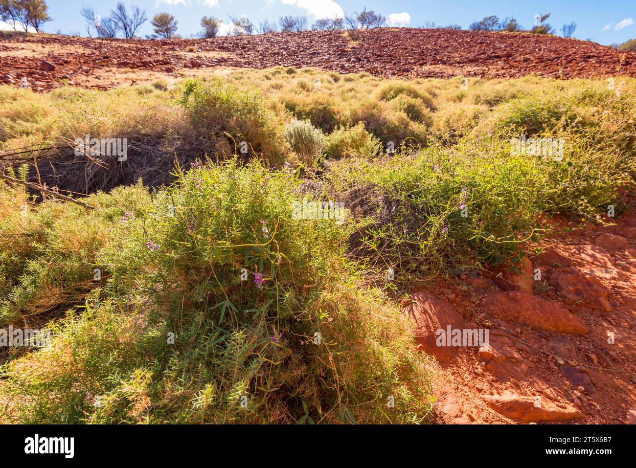 Mount Olga Wanderrie Gras (Eriachne scleranthoides) wächst in der Nähe des Valley of Winds im Uluru-Kata Tjuta National Park, Northern Territory, Aust. Stockfoto