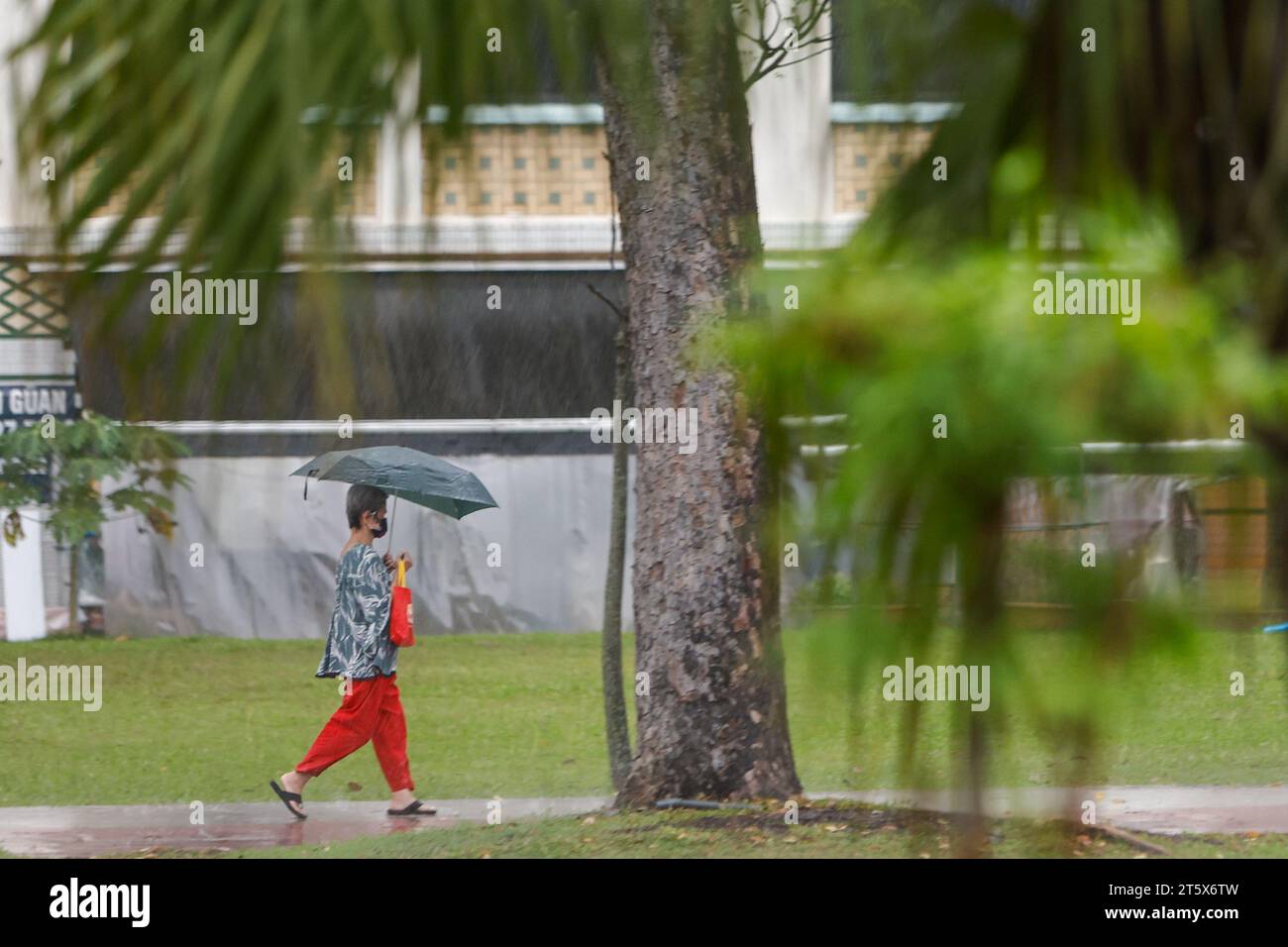 Singapur, Singapur, Singapur. November 2023. Eine Frau mit einem Regenschirm wird bei starkem Regen gesehen, was im Oktober bei den höchsten Temperaturen eine Pause einbringt. Angesichts der globalen Erwärmung und des Klimawandels positioniert sich Singapur als CO2-Drehscheibe Asiens, indem es CO2-Steuern einführt und nachhaltige Energiepolitiken umsetzt und gleichzeitig versucht, den Stadtstaat durch das Pflanzen weiterer Bäume grüner zu machen. (Kreditbild: © Daniel Ceng Shou-Yi/ZUMA Press Wire) NUR REDAKTIONELLE VERWENDUNG! Nicht für kommerzielle ZWECKE! Stockfoto