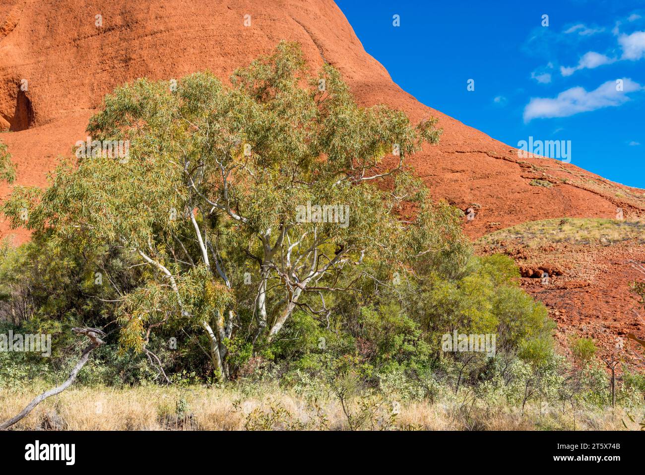 Ein roter Gummibaum (Eucalyptus camaldulensis), der neben einem permanenten Wasserloch im Uluru-Kata Tjuta National Park im Northern Territory, Australien, wächst Stockfoto