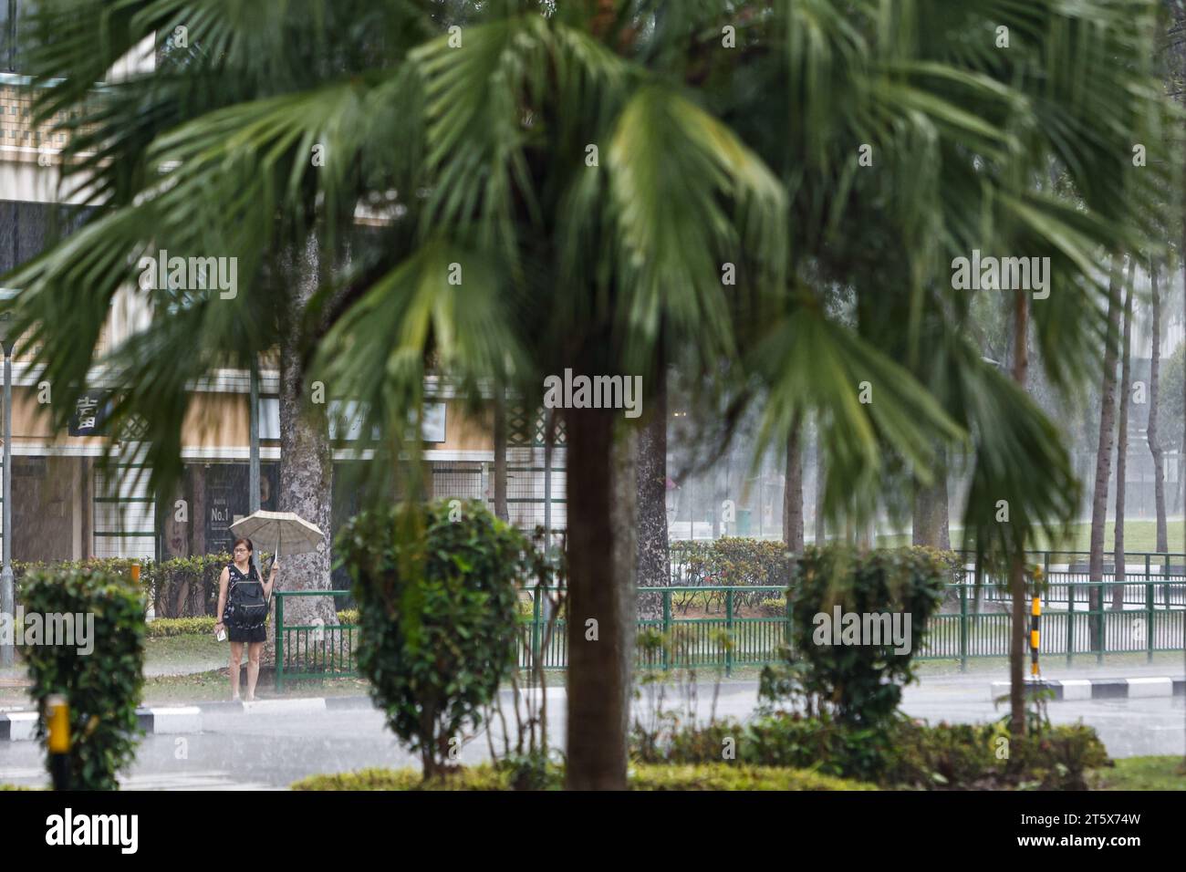 Singapur, Singapur, Singapur. November 2023. Eine Frau mit einem Regenschirm wird bei starkem Regen auf die Straße warten, da sie im Oktober bei den höchsten Temperaturen Ruhe bietet. Angesichts der globalen Erwärmung und des Klimawandels positioniert sich Singapur als CO2-Drehscheibe Asiens, indem es CO2-Steuern einführt und nachhaltige Energiepolitiken umsetzt und gleichzeitig versucht, den Stadtstaat durch das Pflanzen weiterer Bäume grüner zu machen. (Kreditbild: © Daniel Ceng Shou-Yi/ZUMA Press Wire) NUR REDAKTIONELLE VERWENDUNG! Nicht für kommerzielle ZWECKE! Stockfoto