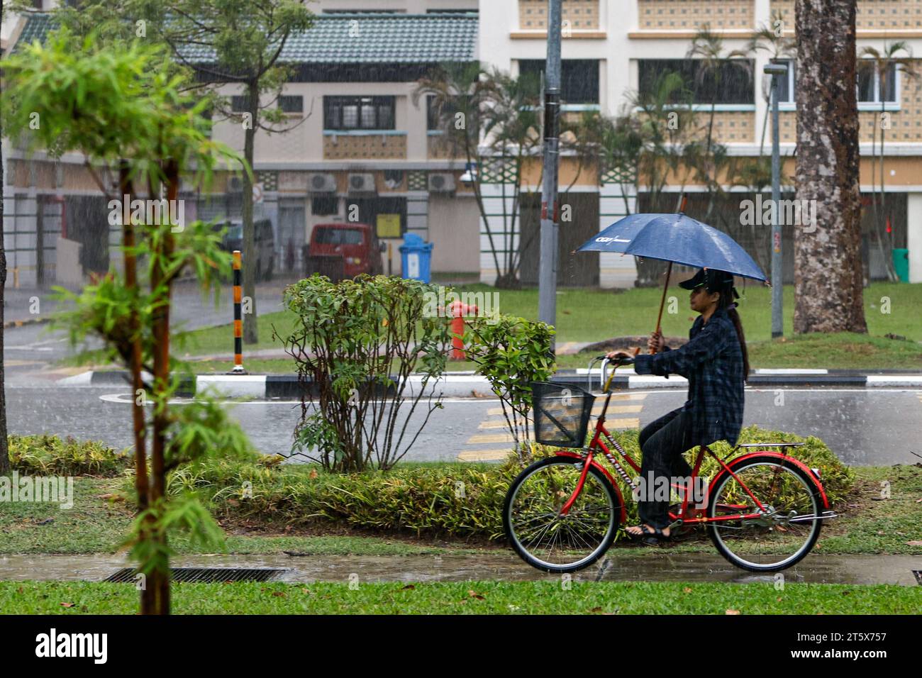 Singapur, Singapur, Singapur. November 2023. Eine Frau hält einen Regenschirm, während sie bei starkem Regen radelt, was eine Pause von den höchsten Temperaturen im Oktober bringt. Angesichts der globalen Erwärmung und des Klimawandels positioniert sich Singapur als CO2-Drehscheibe Asiens, indem es CO2-Steuern einführt und nachhaltige Energiepolitiken umsetzt und gleichzeitig versucht, den Stadtstaat durch das Pflanzen weiterer Bäume grüner zu machen. (Kreditbild: © Daniel Ceng Shou-Yi/ZUMA Press Wire) NUR REDAKTIONELLE VERWENDUNG! Nicht für kommerzielle ZWECKE! Stockfoto