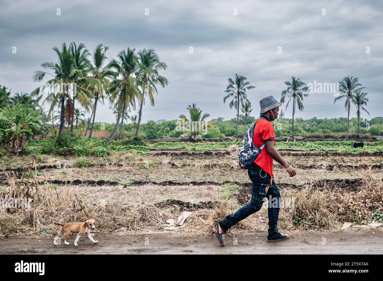 Ein Mann, der die Straße entlang geht, gefolgt von einem Welpen, vor dem Hintergrund von Kokospalmen und Reisfeldern – ein friedliches Stück ländliches Leben in Madagaskar. Stockfoto