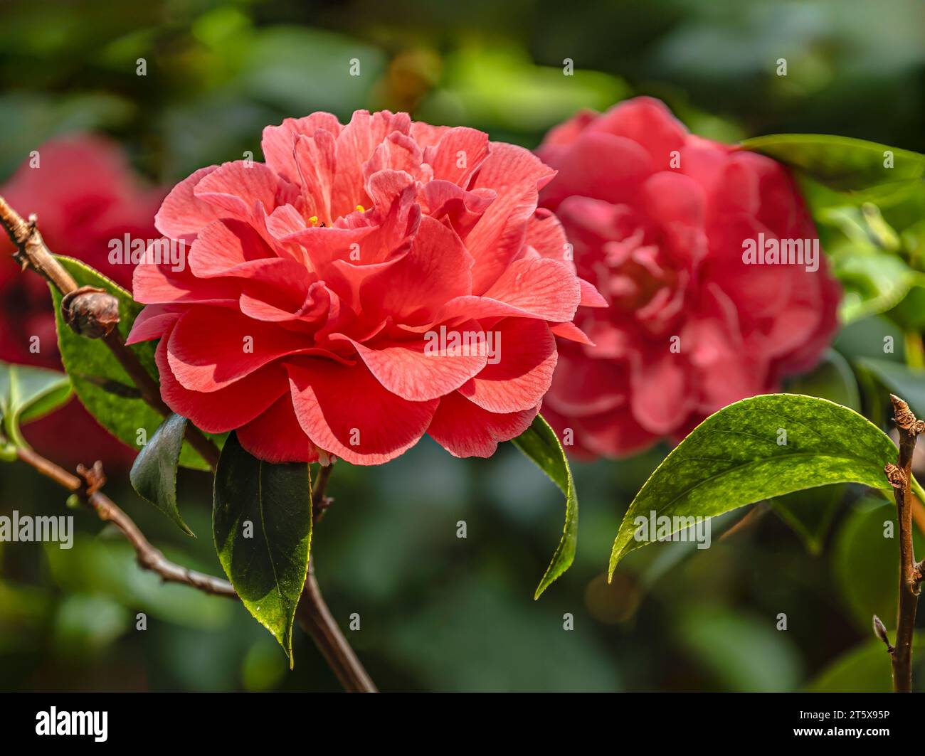 Großaufnahme der Roten Kamelie Japonica, Herme Red Blumen im Landschloss Zuschendorf, Sachsen, Deutschland Stockfoto