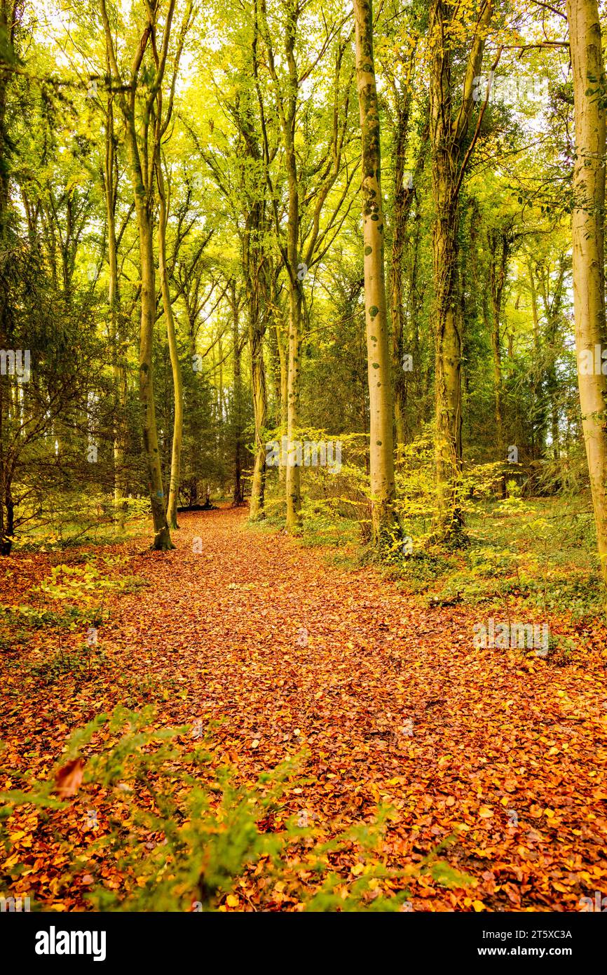 Buchenwald, Herbst, Forest Walk. Wiltshire. England. Stockfoto