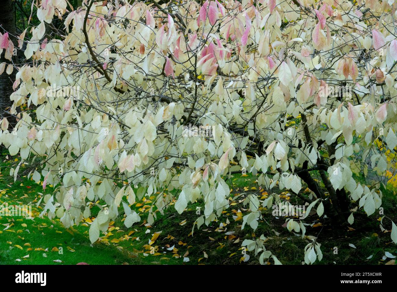 Japanische Orixa japonica Weißer Sträucher Blätter Herbstgarten Pflanze herbstliche Farbe Laub Ostasiatische Orixa Japanische Celastrus japonica Oktober Garten Stockfoto