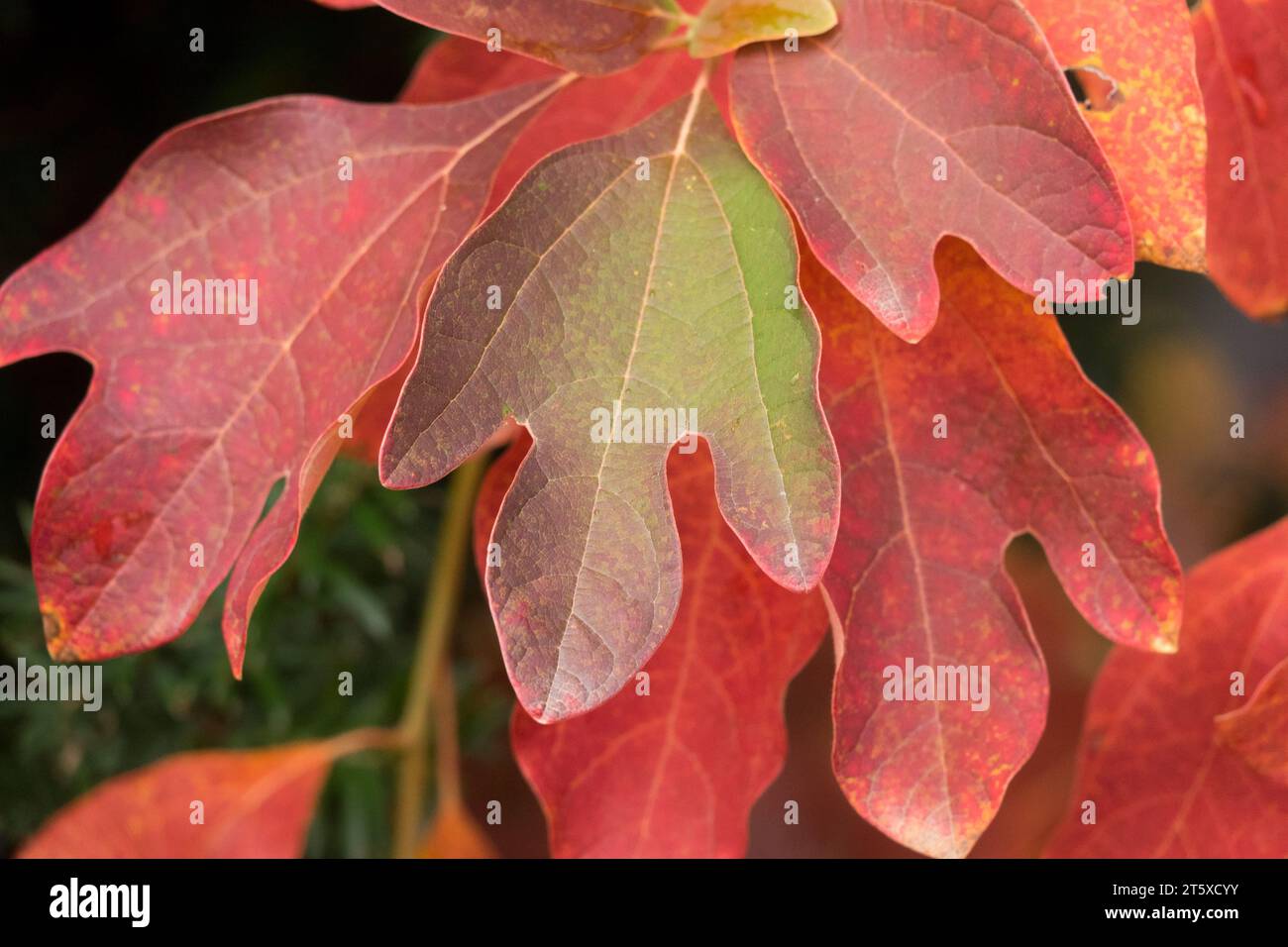 Sassafras drehen rote Blätter Sassafras albidum Laub Herbstblätter Teebaum verwandeln rote Blätter Fäustlinge Baumzweig Saxifras herbstliche Farben Stockfoto