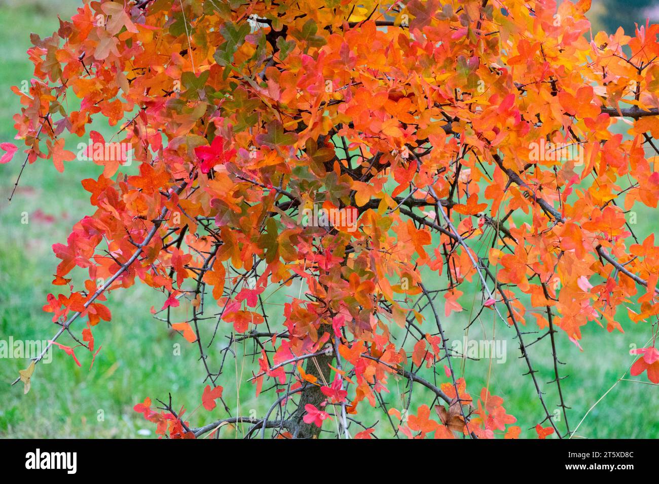 Montpelier Ahorn, Acer Monspessulanum, Ahorn, Herbst, Farbe, Blätter, Bäume, Äste, Herbst, Farben Stockfoto