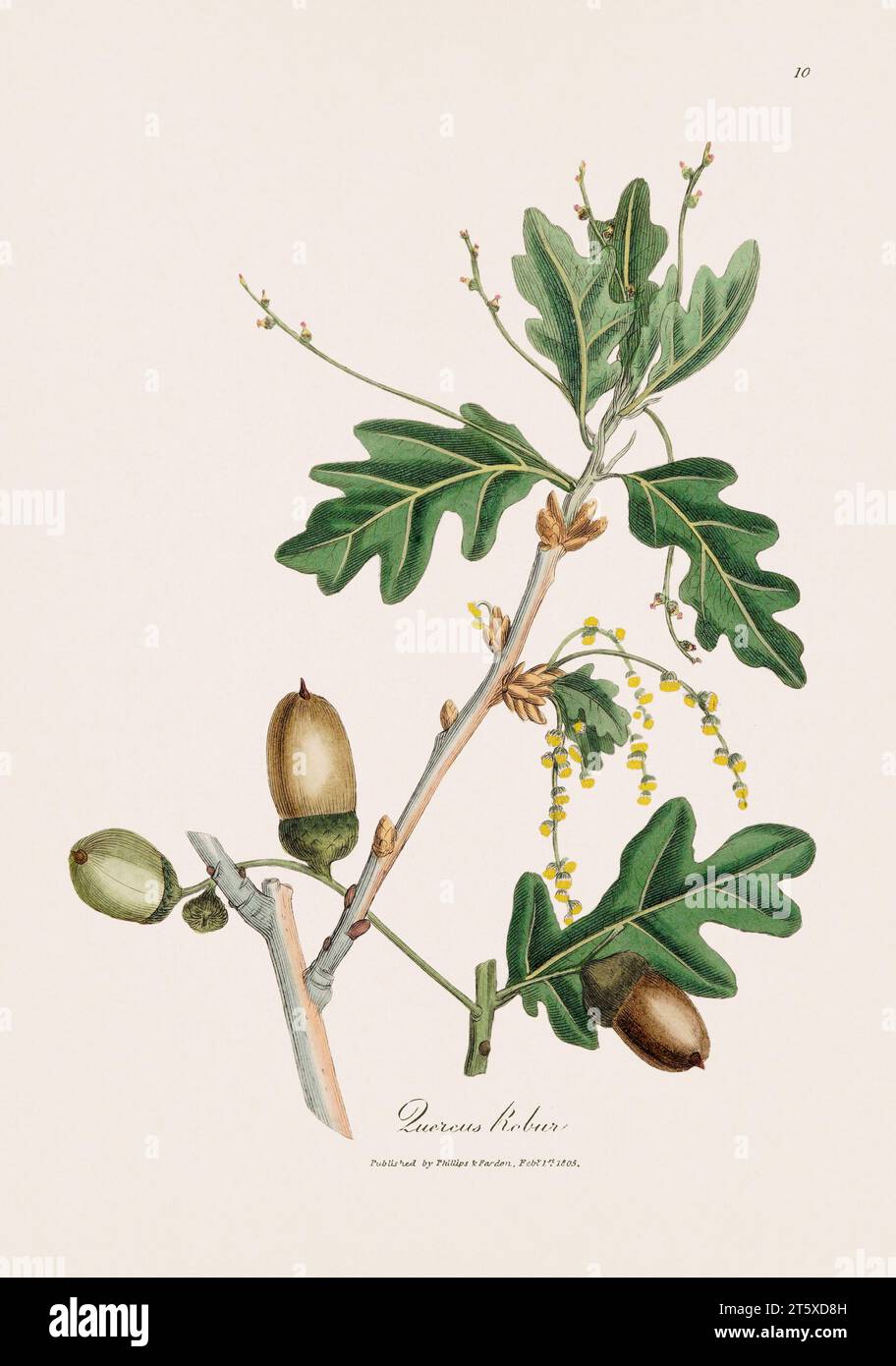 Eiche. Botanische Illustration: Antike medizinische botanische Kunstwerke aus einer Botanik-Buchplatte aus dem 19. Jahrhundert. Stockfoto