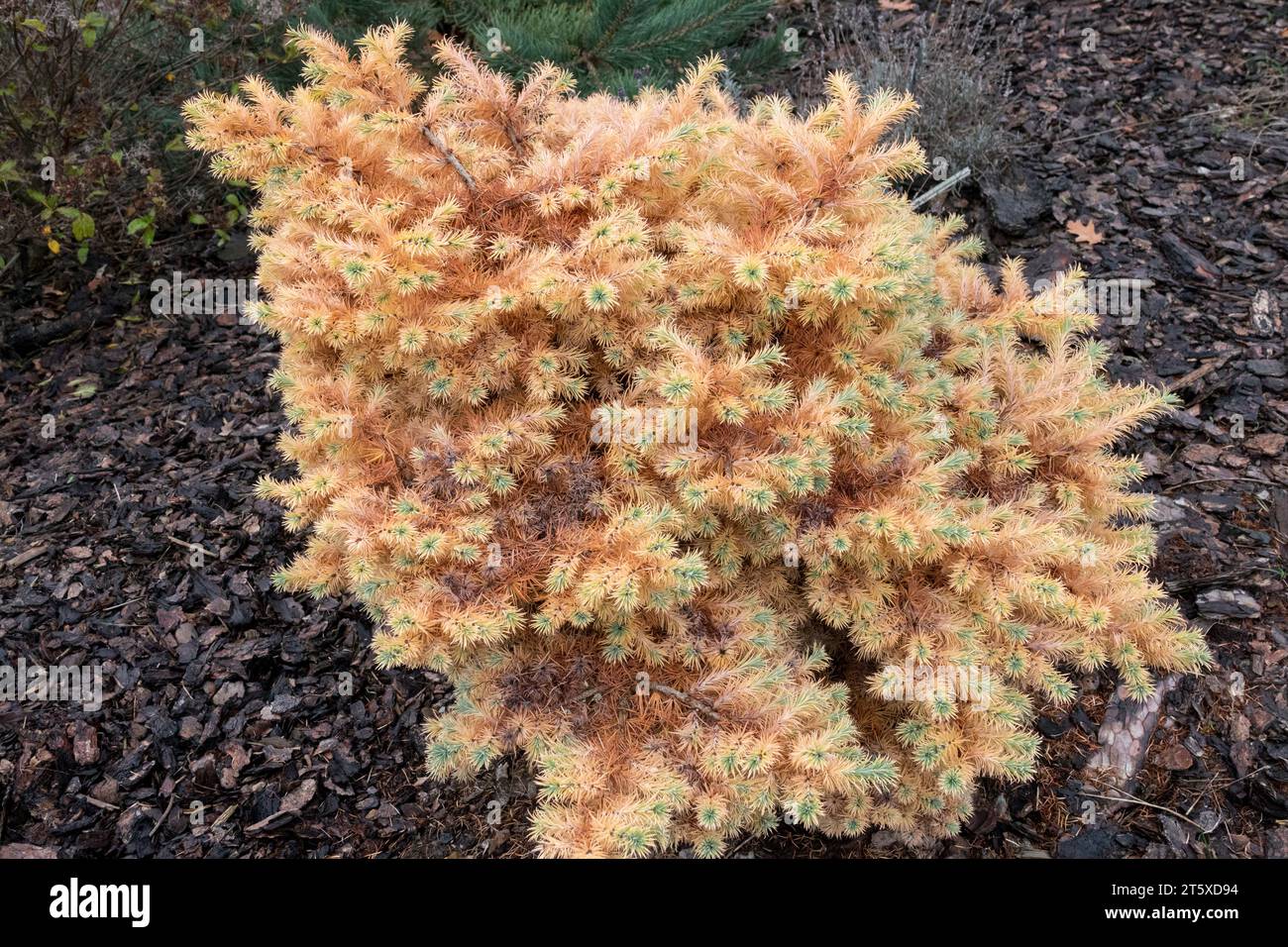 Herbst, Laub, Zwerg, Japanische Lärche, Wickelei, Blätter, Larix kaempferi Blue Ball, im Garten Stockfoto