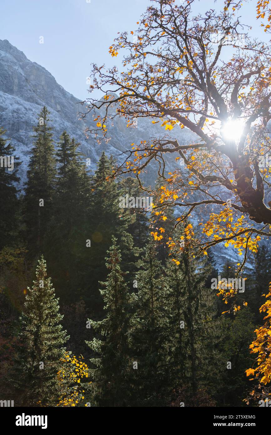 Ein touristisches Highlight, farbenfrohe Herbstsaison im Engtal oder Engtal, Naturpark Karwendel, Tirol, Österreich, Europa Stockfoto