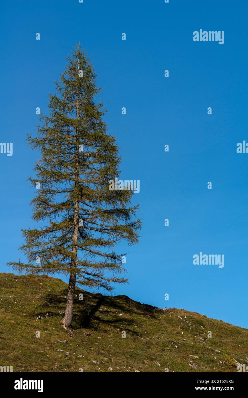 Ein touristisches Highlight, farbenfrohe Herbstsaison im Engtal oder Engtal, Naturpark Karwendel, Tirol, Österreich, Europa Stockfoto