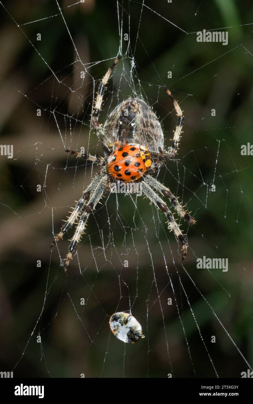 Garten Spinne mit Beute Stockfoto